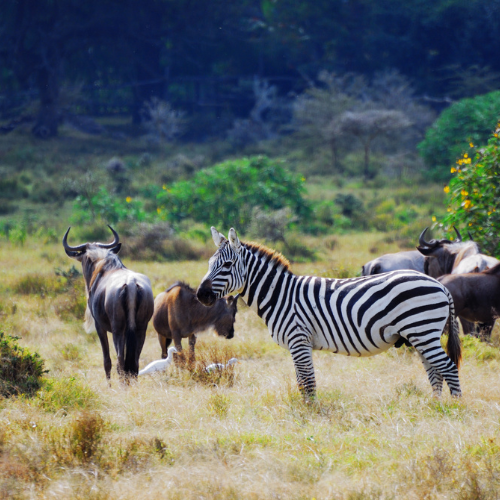 Wildlife Conservation
